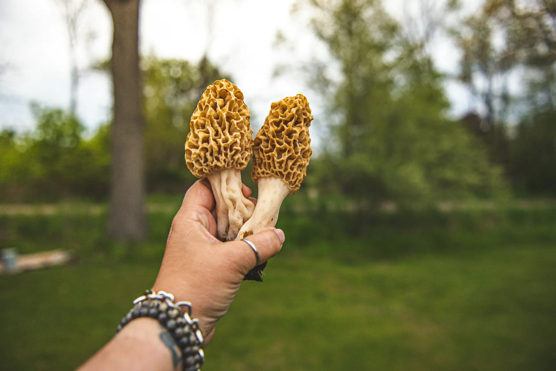 A hand holding two morel mushrooms in spring woods